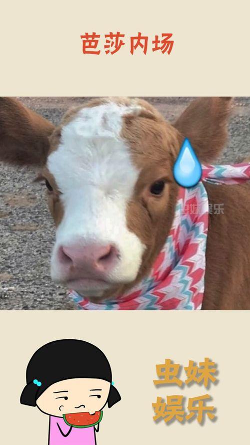 娱乐吃瓜酱外婆羊羊,娱乐吃瓜酱的温馨故事